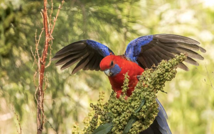 Australian Fauna