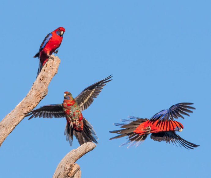 Australian Fauna