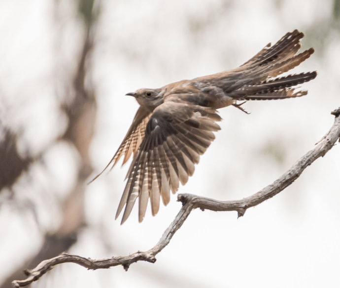 Australian Fauna