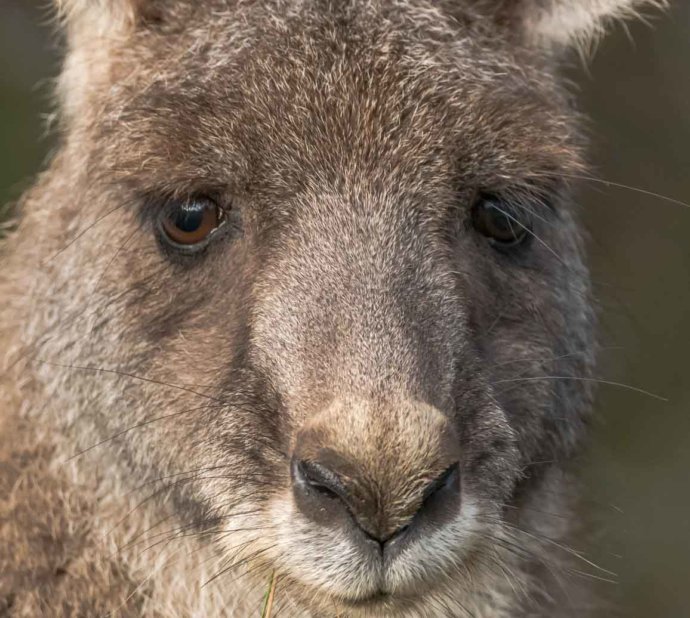 Australian Fauna