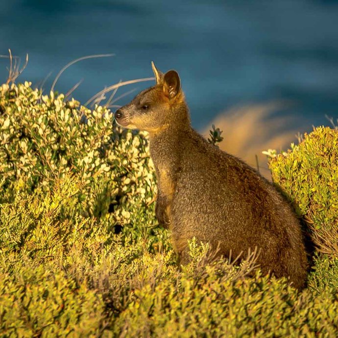 Australian fauna