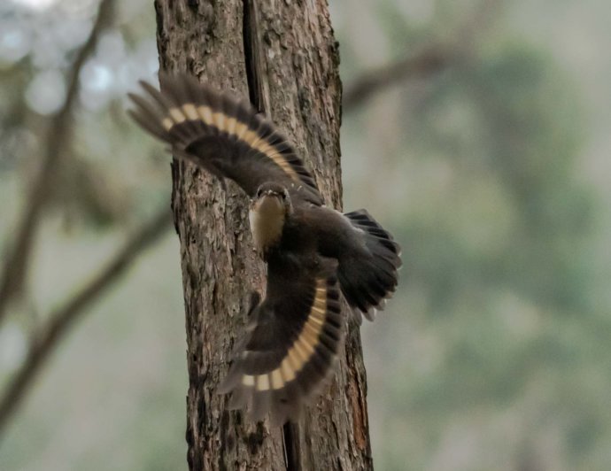 Australian Fauna