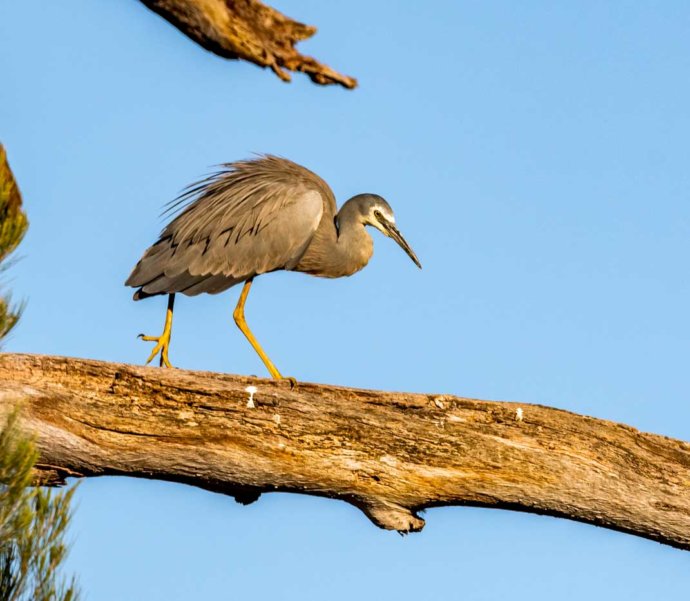 Australian Fauna