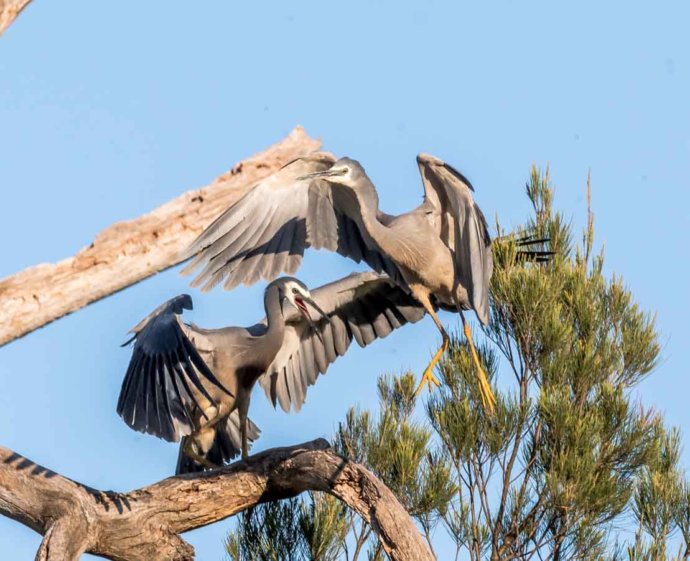 Australian Fauna