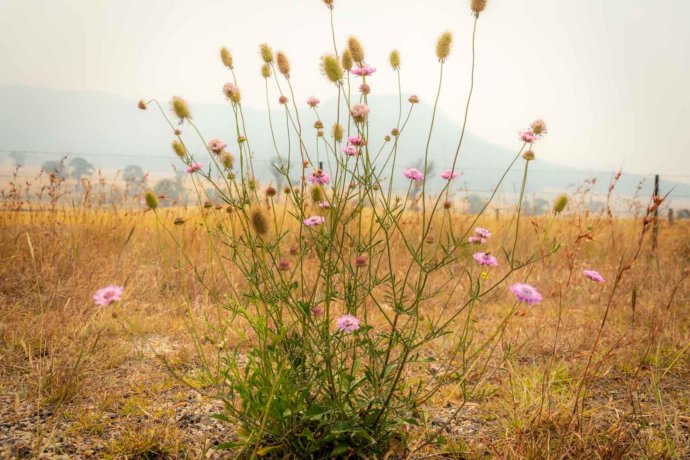 Flora