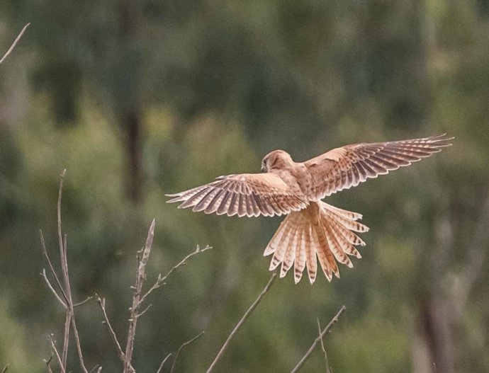 Australian Fauna