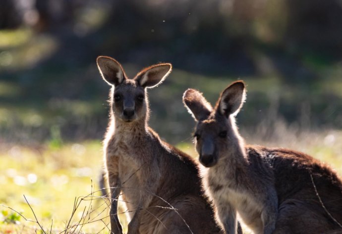 Australian Fauna