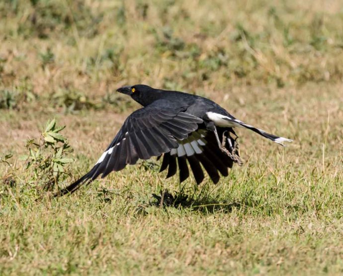 Australian Fauna