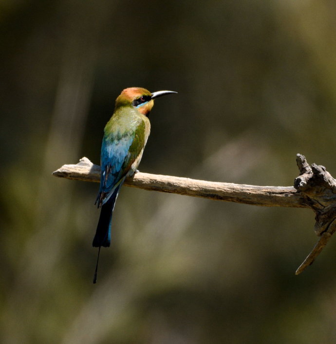 Australian fauna