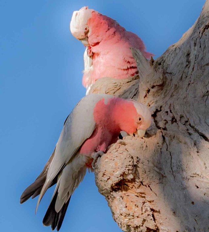 Australian Fauna