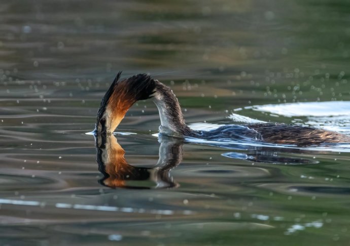 Australian Fauna