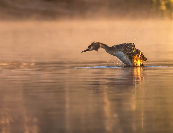 Australian Fauna