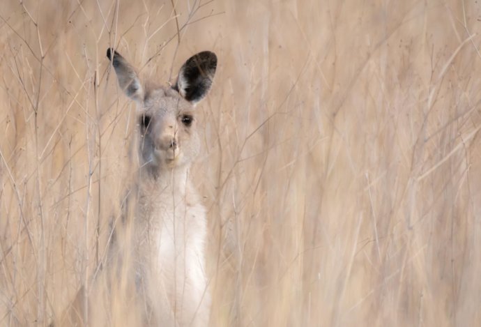 Australian Fauna