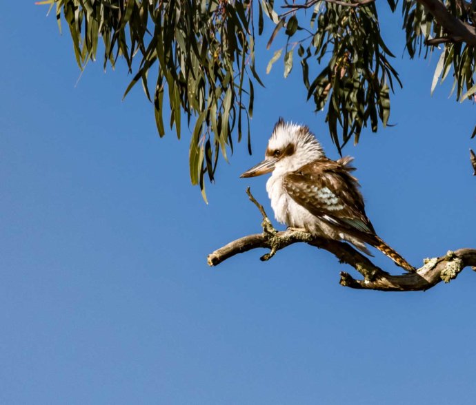 Australian Fauna