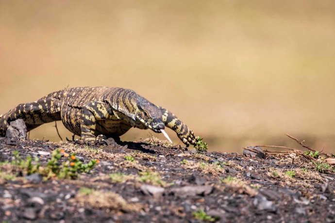 Australian Fauna