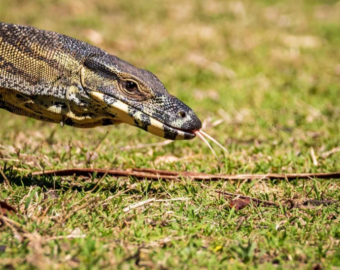 Australian Fauna