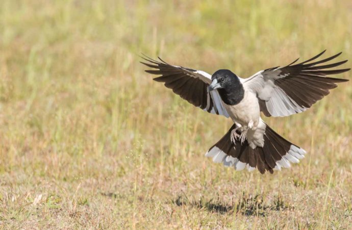 Australian Fauna