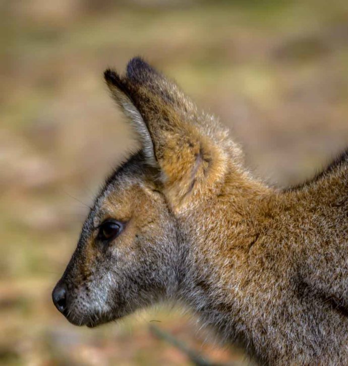 Australian fauna