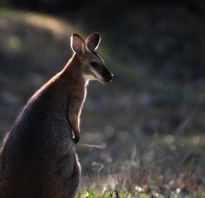 Australian Fauna