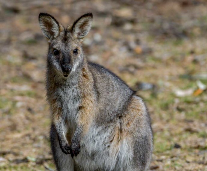 Australian fauna