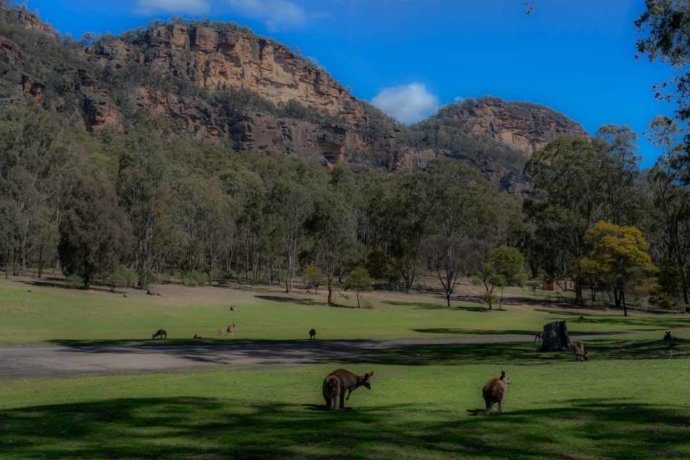 Australian fauna