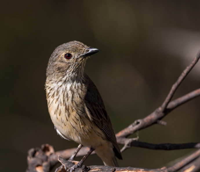 Australian fauna