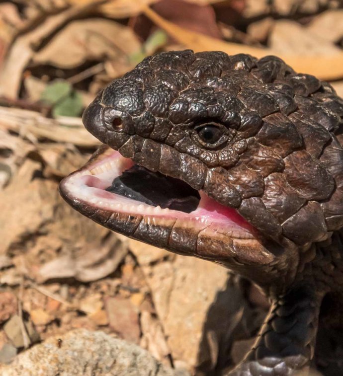 Australian Fauna