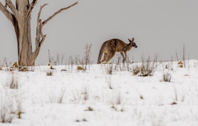 Australian Fauna