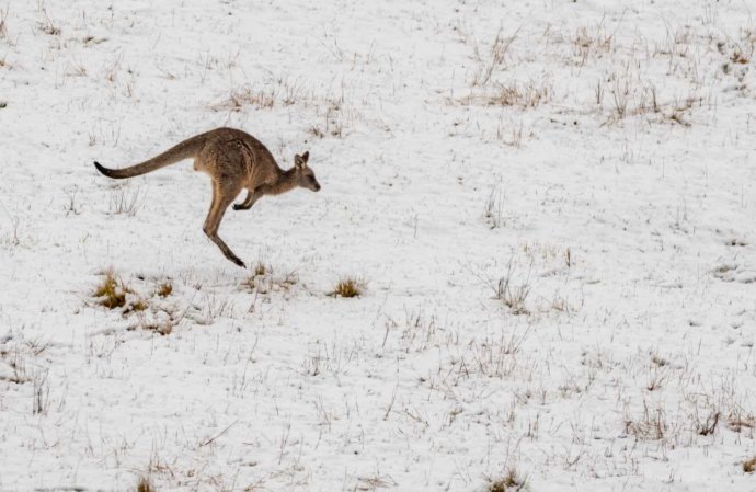 Australian Fauna