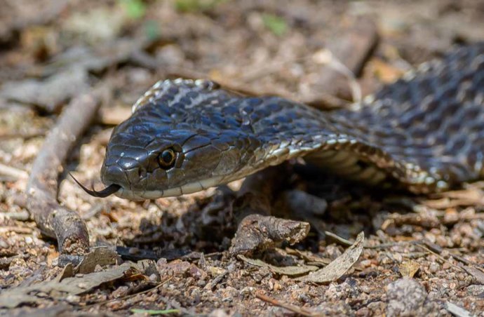 Australian fauna