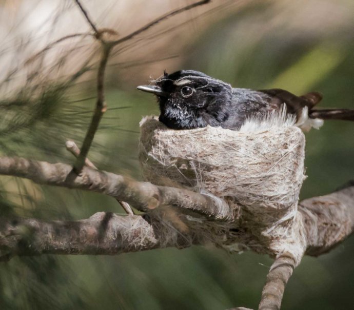 Australian Fauna