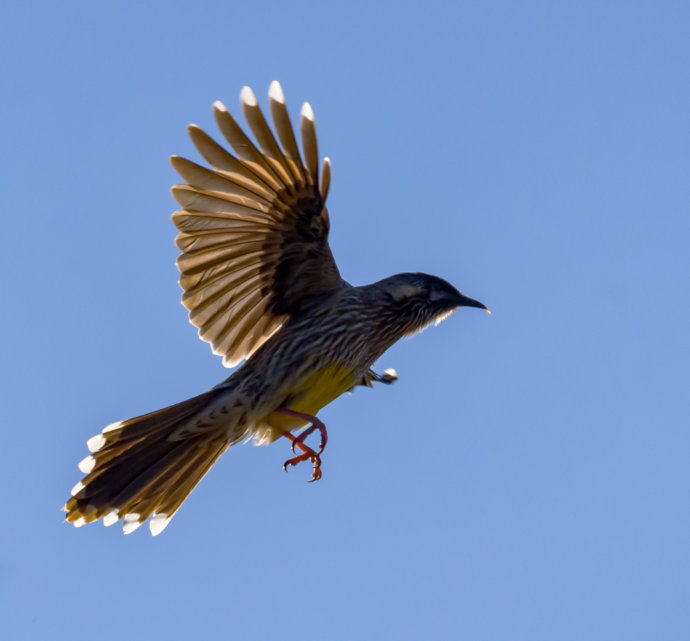 Australian fauna