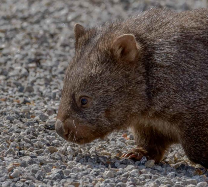 Australian fauna