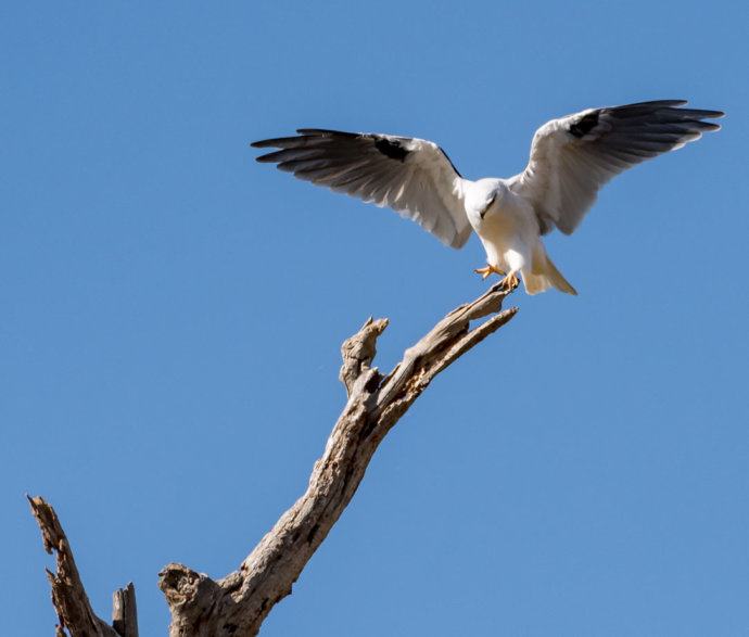 Australian Fauna