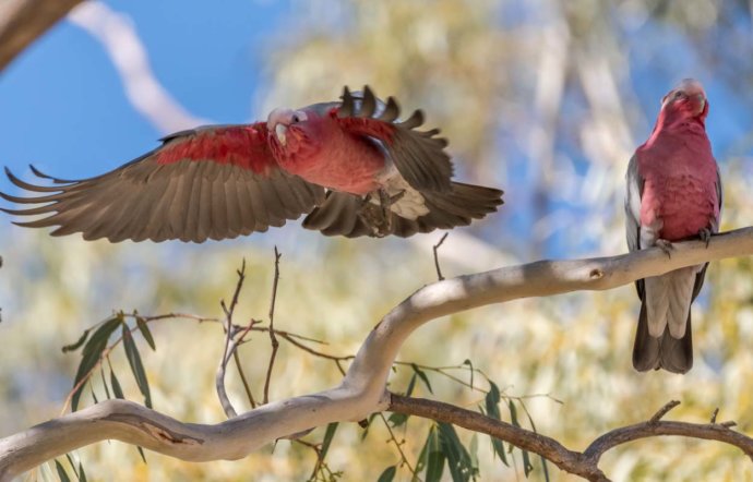 Australian Fauna