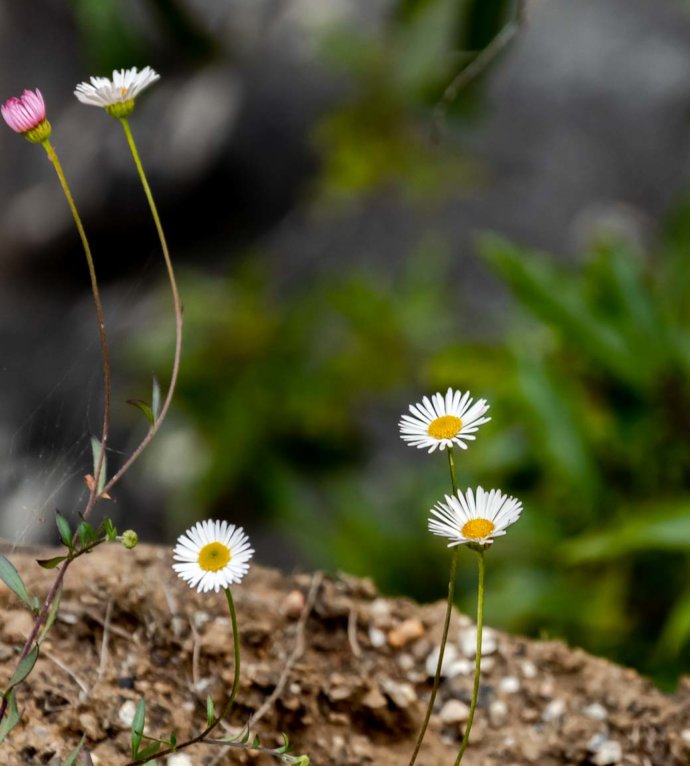 Flora