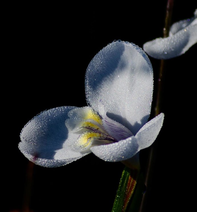 Flowers and plants