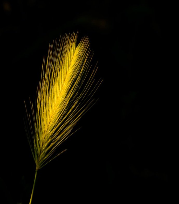 Flowers and plants