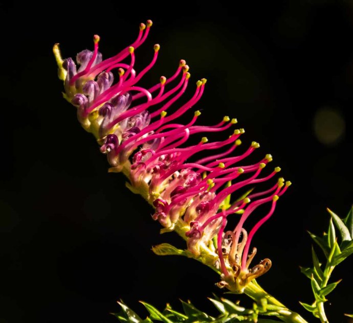 Flora - flowers and plants