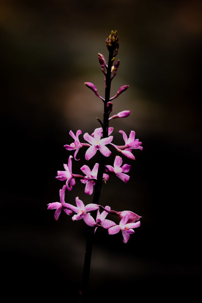 Flora - flowers and plants