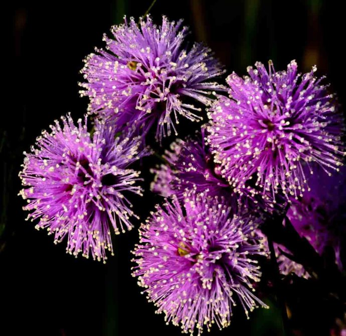 Flowers and plants