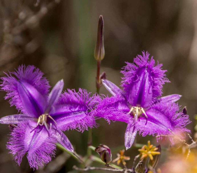 Flowers and plants