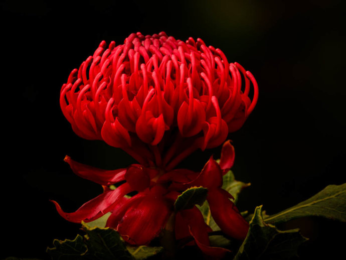 Flowers and plants